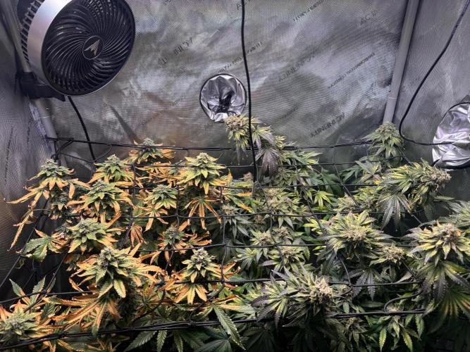 Fruity Cali Strains. Week 14