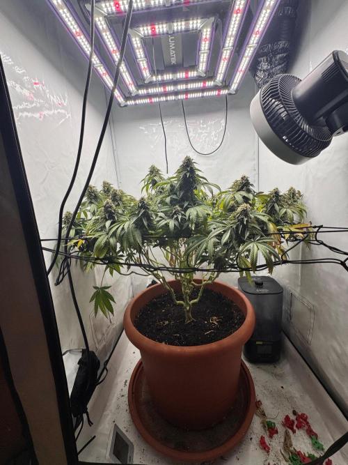 Wizard Trees Potion Scrog. Week 14