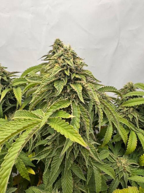Wizard Trees Potion Scrog. Week 14