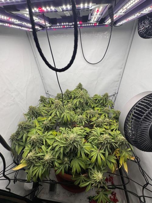 Wizard Trees Potion Scrog. Week 14