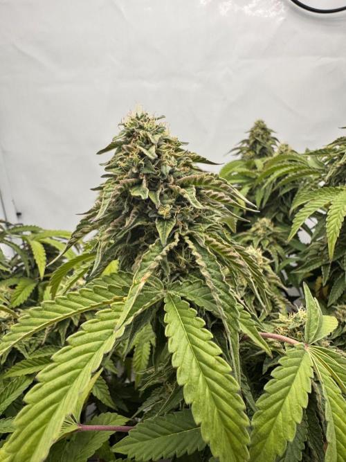 Wizard Trees Potion Scrog. Week 14