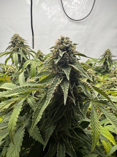 Wizard Trees Potion Scrog. Week 14