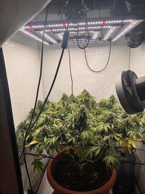 Wizard Trees Potion Scrog. Week 14