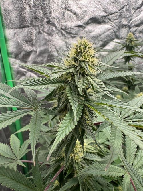Colorado Nightshifter SCROG. Week 10