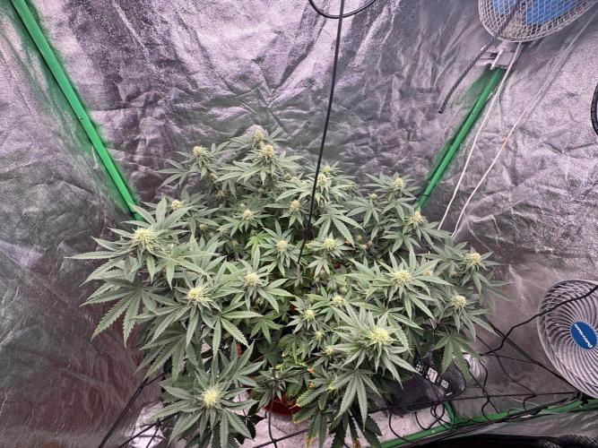 Colorado Nightshifter SCROG. Week 10