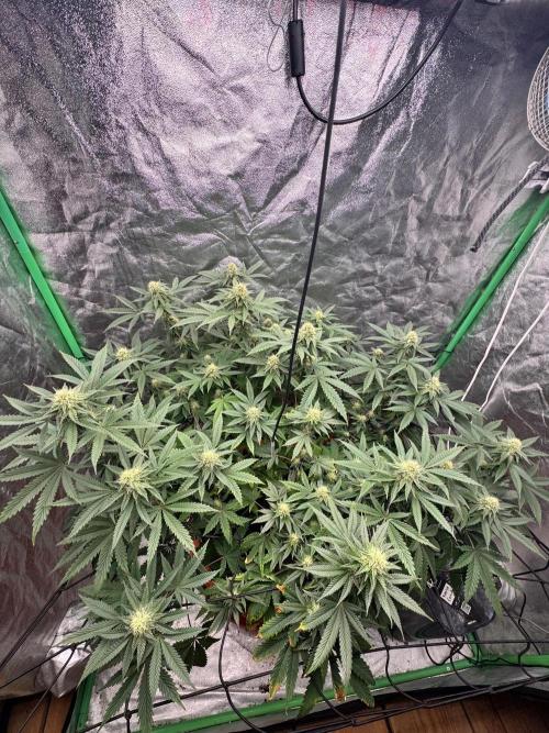 Colorado Nightshifter SCROG. Week 10
