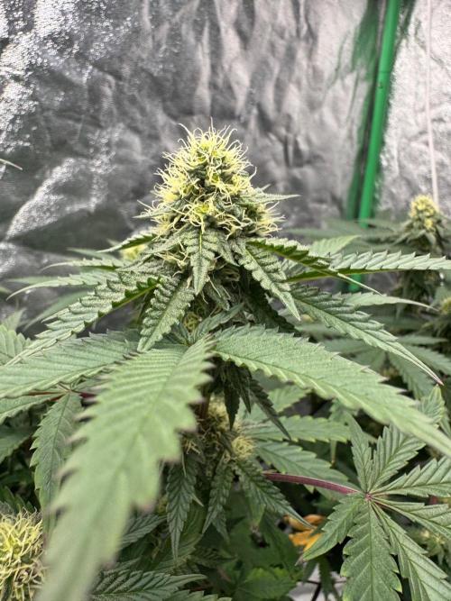 Colorado Nightshifter SCROG. Week 10