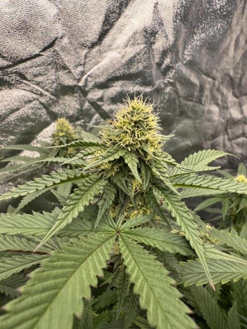 Colorado Nightshifter SCROG. Week 10