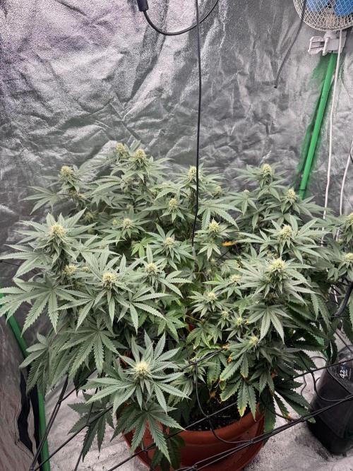 Colorado Nightshifter SCROG. Week 10