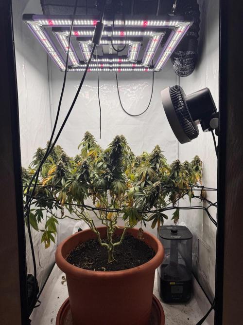 Wizard Trees Potion Scrog. Week 15