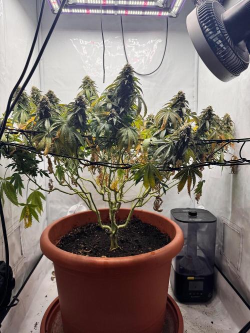 Wizard Trees Potion Scrog. Week 15