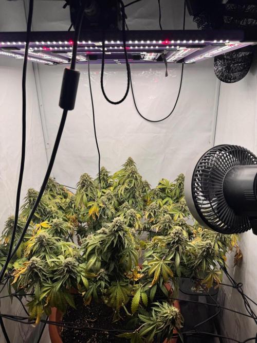 Wizard Trees Potion Scrog. Week 15