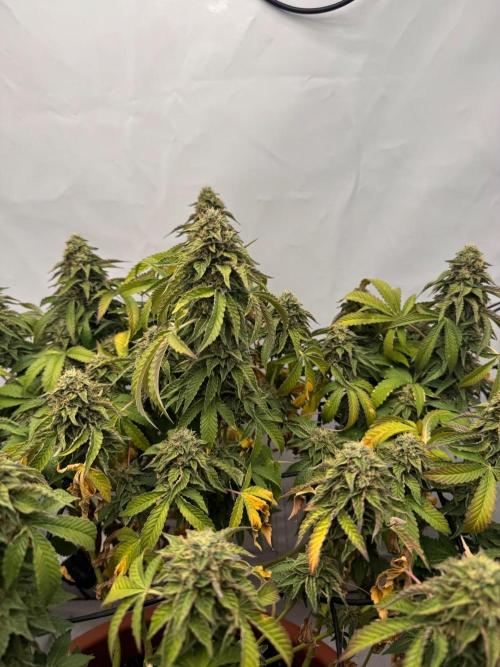 Wizard Trees Potion Scrog. Week 15