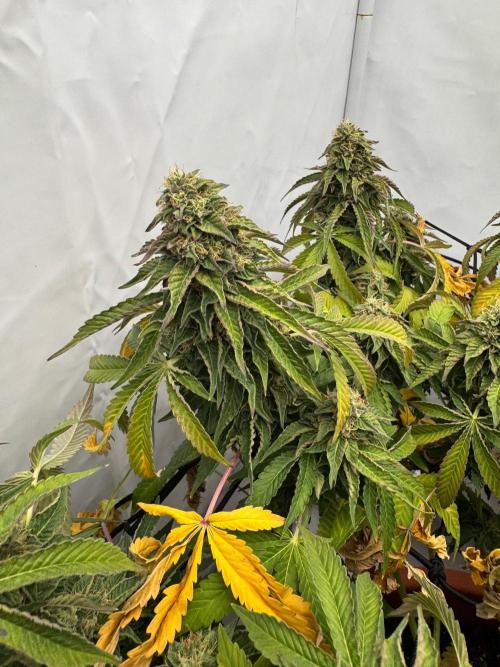 Wizard Trees Potion Scrog. Week 15
