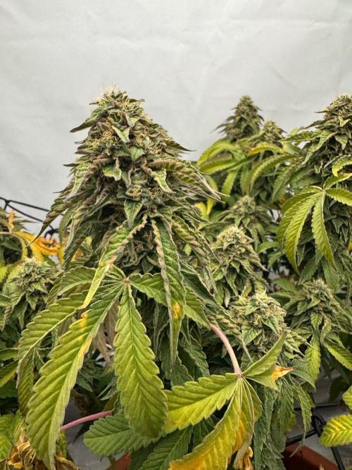 Wizard Trees Potion Scrog. Week 15