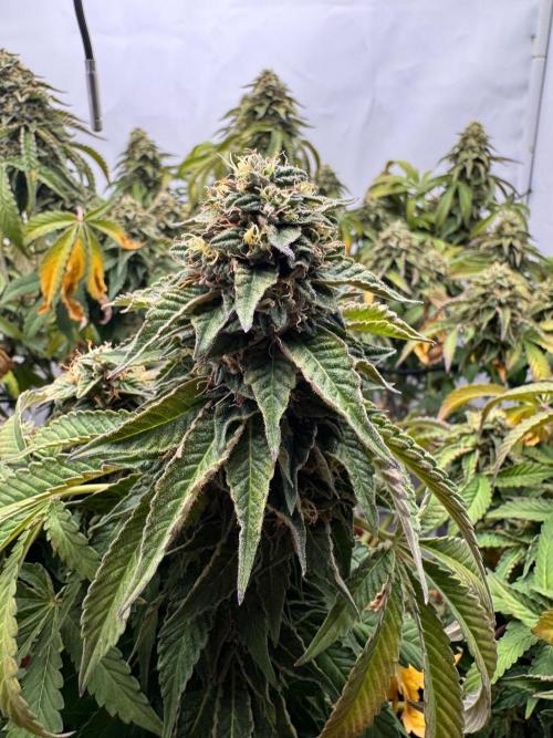 Wizard Trees Potion Scrog. Week 15