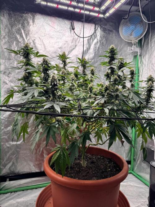 Colorado Nightshifter SCROG. Week 11