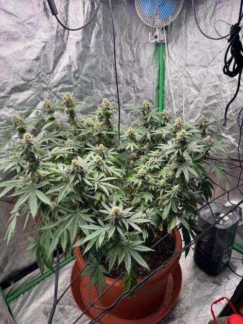 Colorado Nightshifter SCROG. Week 11