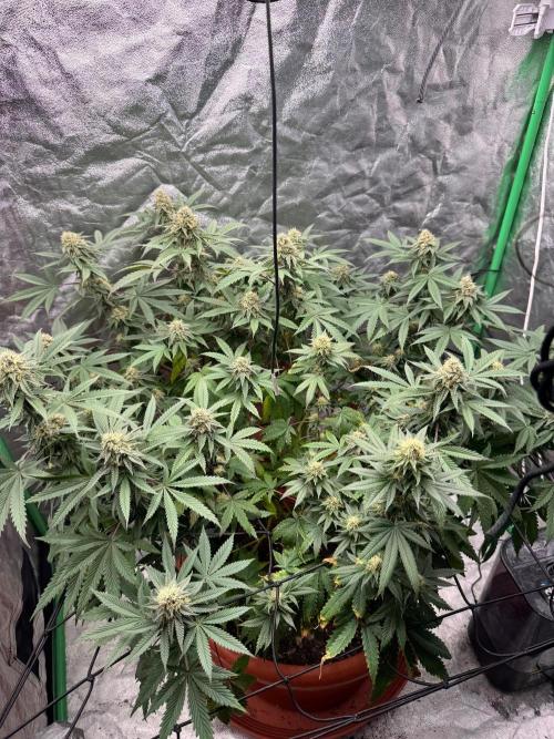 Colorado Nightshifter SCROG. Week 11