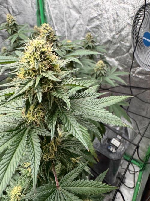 Colorado Nightshifter SCROG. Week 11