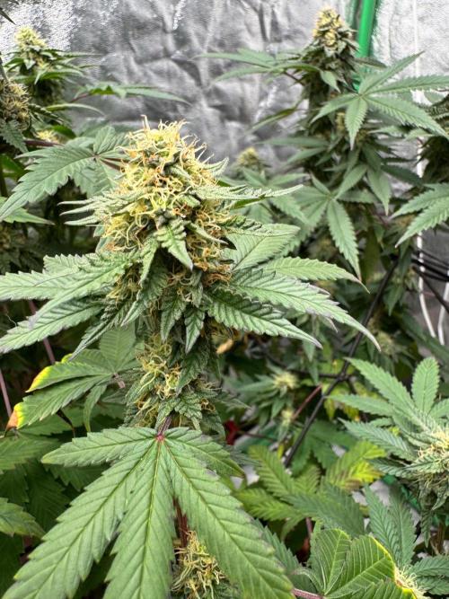 Colorado Nightshifter SCROG. Week 11
