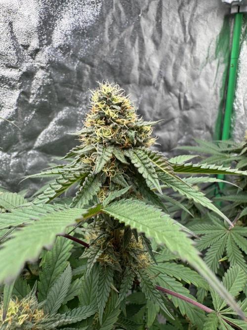 Colorado Nightshifter SCROG. Week 11
