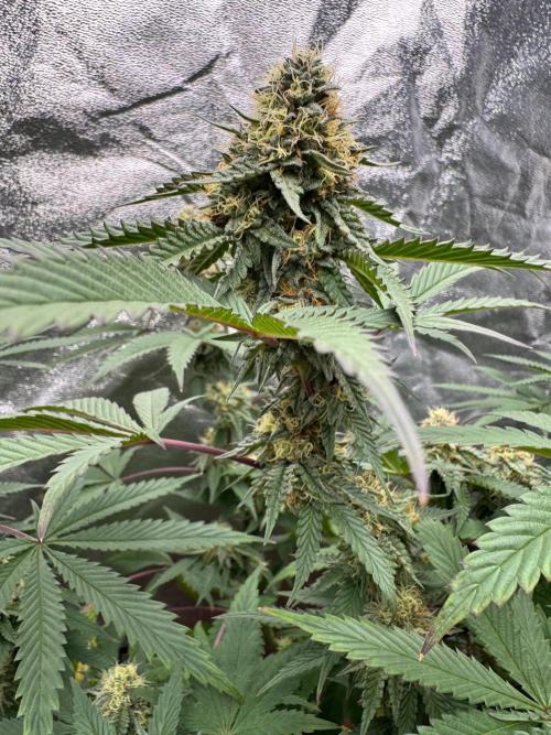 Colorado Nightshifter SCROG. Week 11