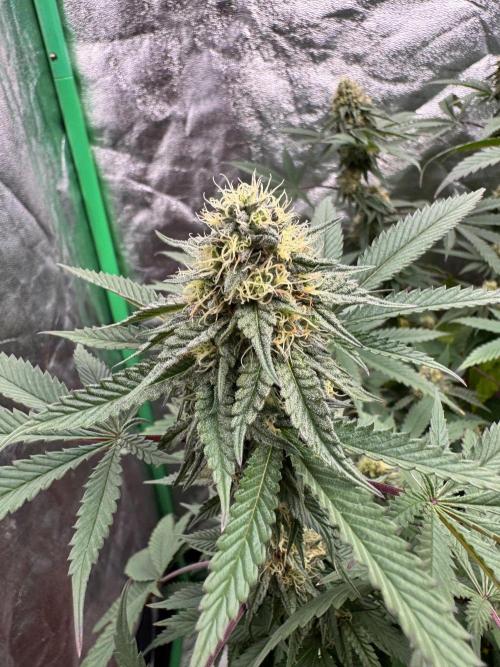 Colorado Nightshifter SCROG. Week 11