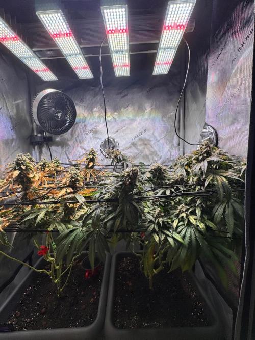 Fruity Cali Strains. Week 15
