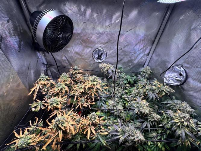 Fruity Cali Strains. Week 15