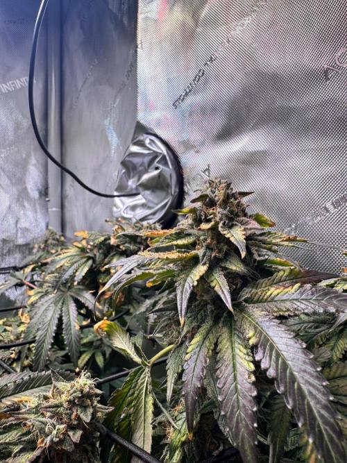 Fruity Cali Strains. Week 15 - Lemonessence 