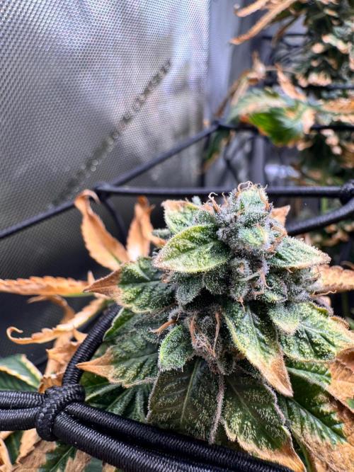 Fruity Cali Strains. Week 15 - Studio cherry 