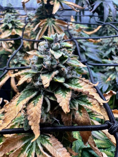 Fruity Cali Strains. Week 15 - Studio cherry 
