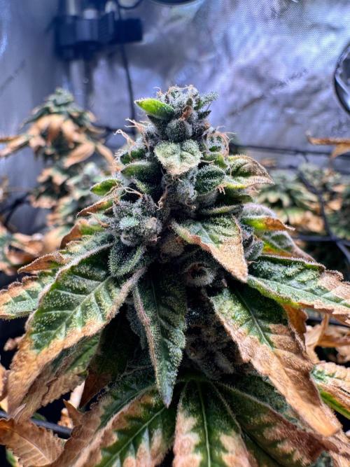 Fruity Cali Strains. Week 15 - Studio cherry 