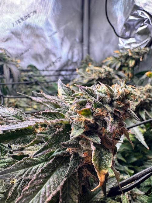 Fruity Cali Strains. Week 15 - Lemonessence