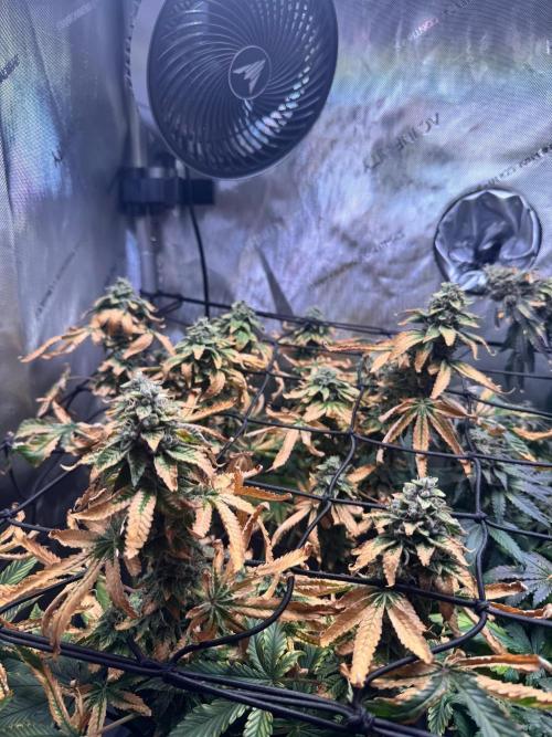 Fruity Cali Strains. Week 15 - Studio cherry 