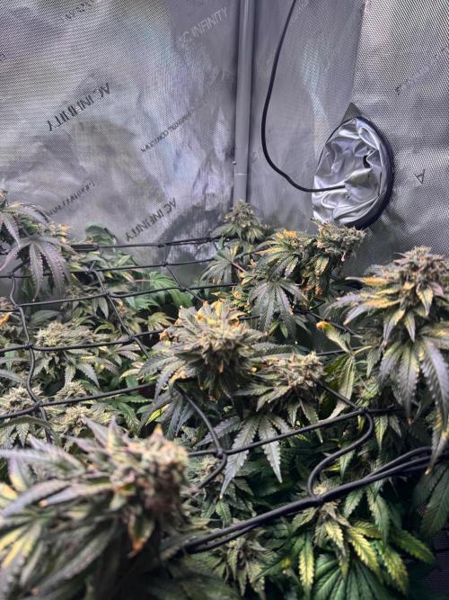 Fruity Cali Strains. Week 15 - Lemonessence 