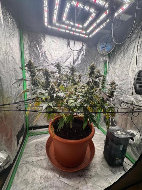 Colorado Nightshifter SCROG. Week 12