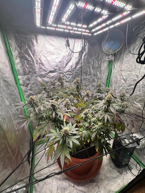 Colorado Nightshifter SCROG. Week 12