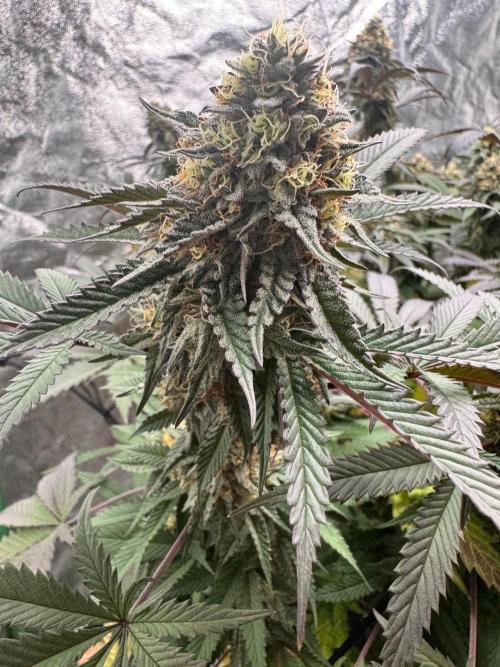 Colorado Nightshifter SCROG. Week 12