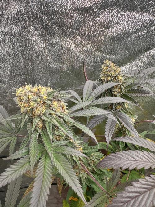 Colorado Nightshifter SCROG. Week 12
