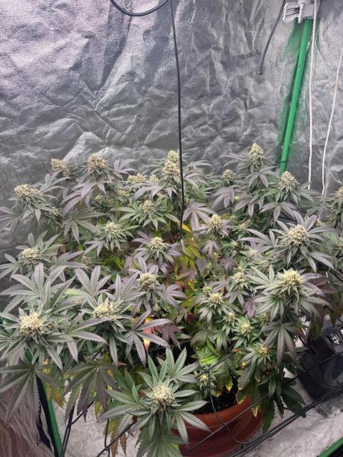 Colorado Nightshifter. Week 12
