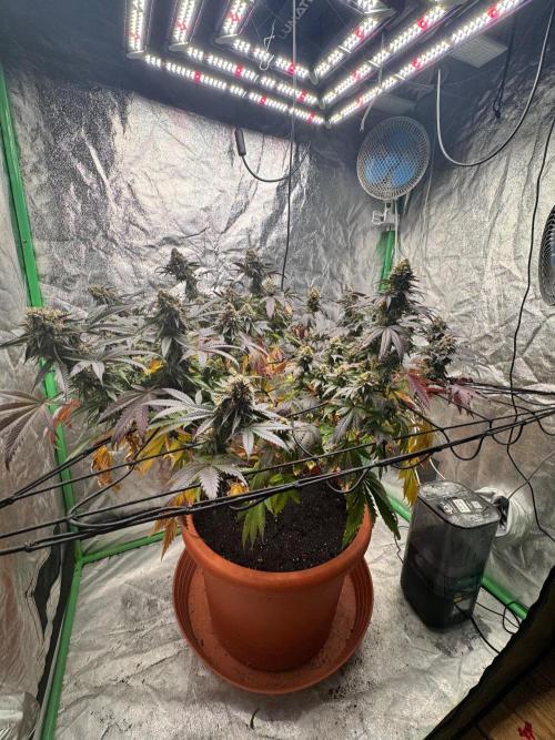 Colorado Nightshifter SCROG. Week 13