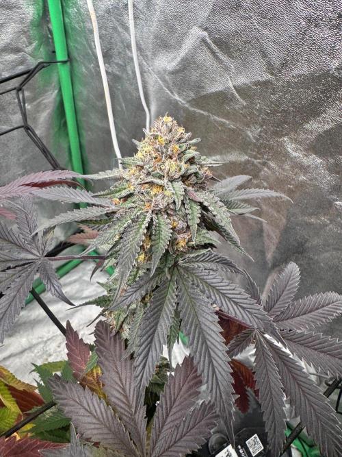 Colorado Nightshifter SCROG. Week 13