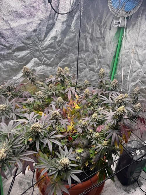 Colorado Nightshifter SCROG. Week 13