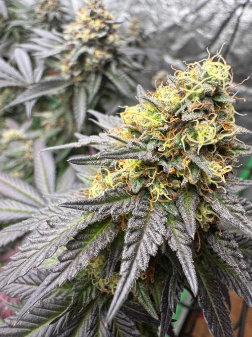 Colorado Nightshifter SCROG. Week 13