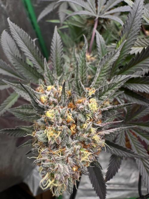 Colorado Nightshifter SCROG. Week 13