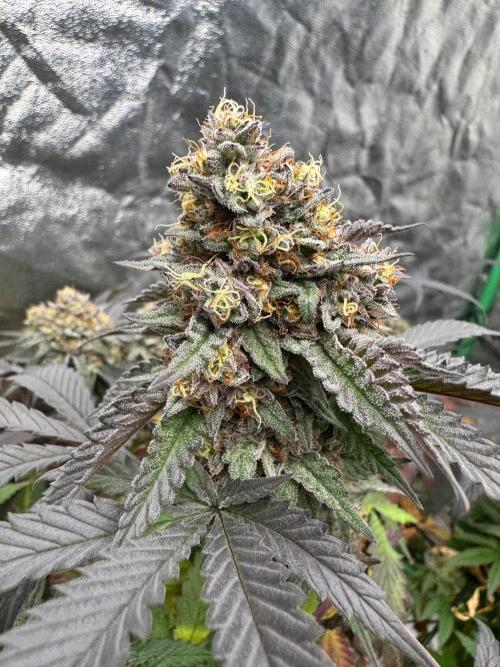 Colorado Nightshifter SCROG. Week 13