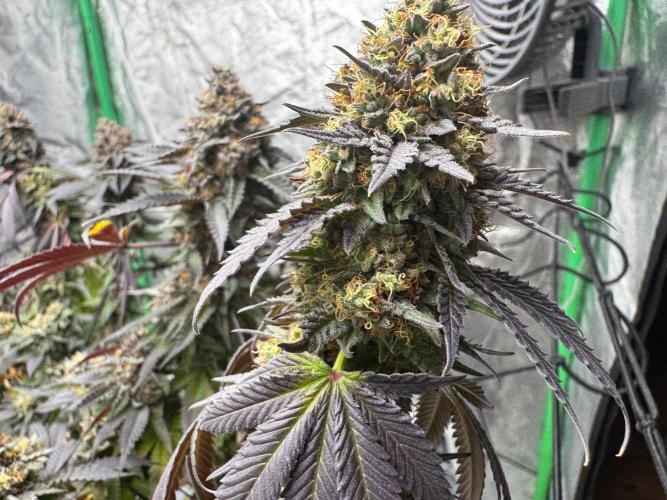 Colorado Nightshifter SCROG. Week 14