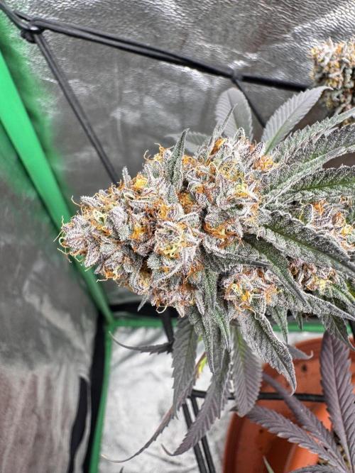 Colorado Nightshifter SCROG. Week 14